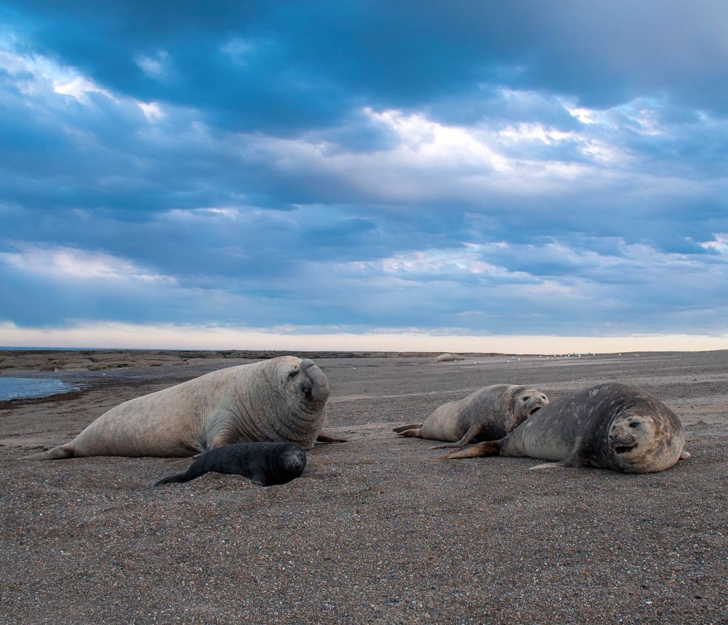 MS Productions Elephant Seals Isla Escondida
