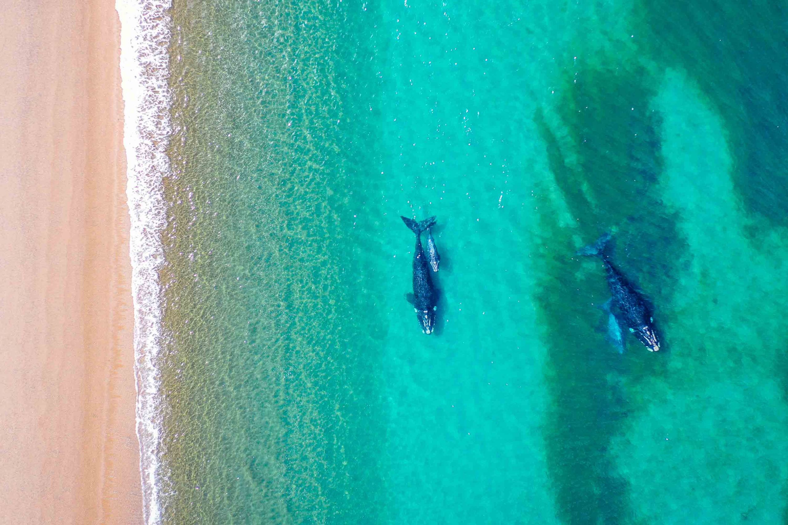 MS Productions Aerial Photography Whales