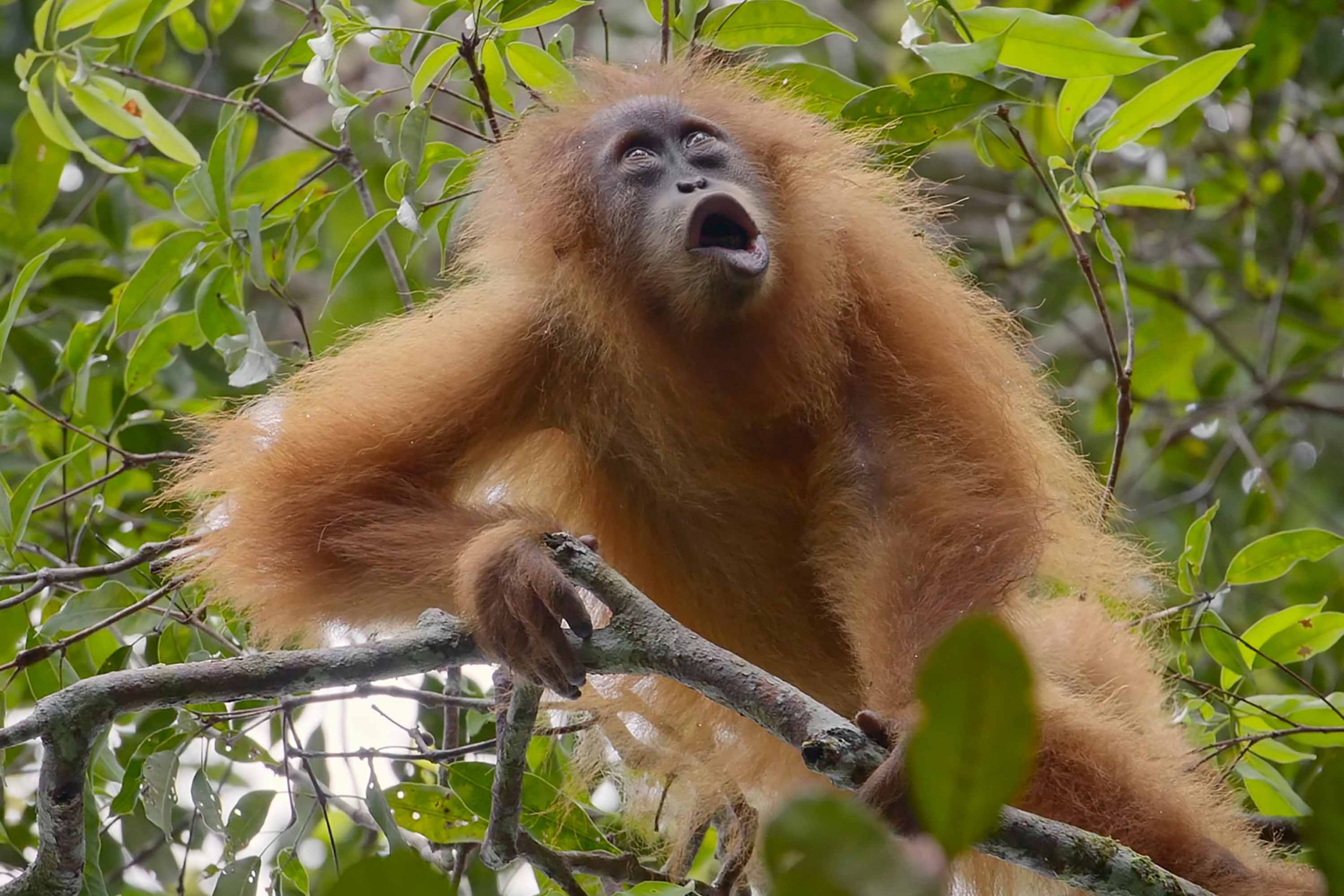 MS Productions Filming Orangutan Sumatra Tapanuli