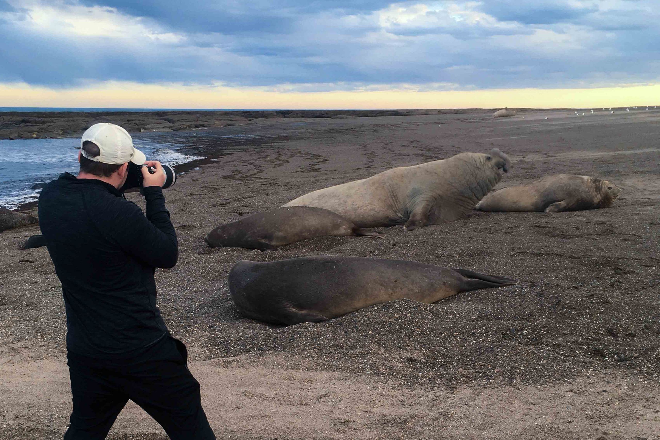 MS Productions Elephant Seals Photographing Isla Escondida